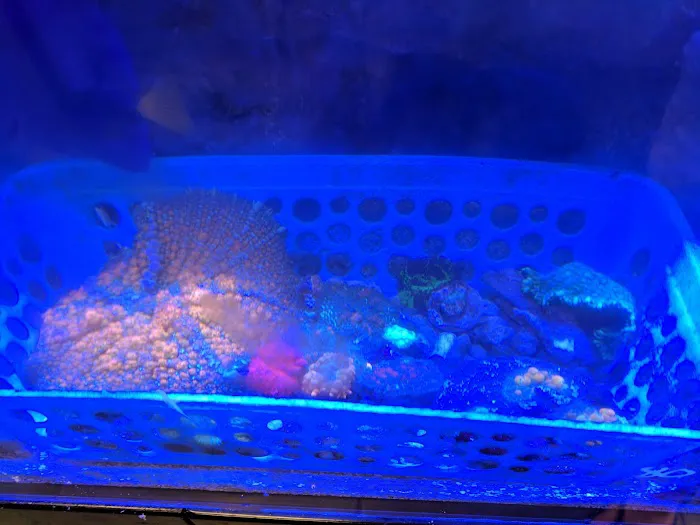 OceanLife Aquariums Picture 10