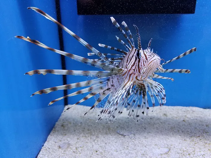 OceanLife Aquariums Picture 9