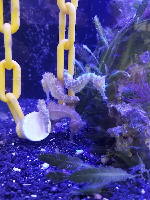 OceanLife Aquariums Picture 2