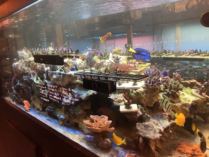 OceanLife Aquariums Picture 5