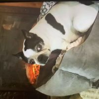 Westchester Pet Vaccines ico