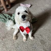 Lopez Pet Supplies ico