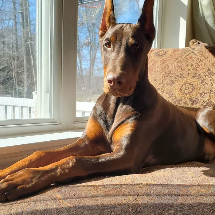Wizard of Paws Physical Rehab Picture 3