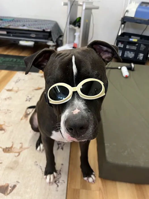 Wizard of Paws Physical Rehab Picture 1