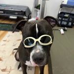 Wizard of Paws Physical Rehab