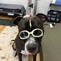 Wizard of Paws Physical Rehab ico