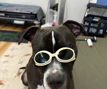 Wizard of Paws Physical Rehab