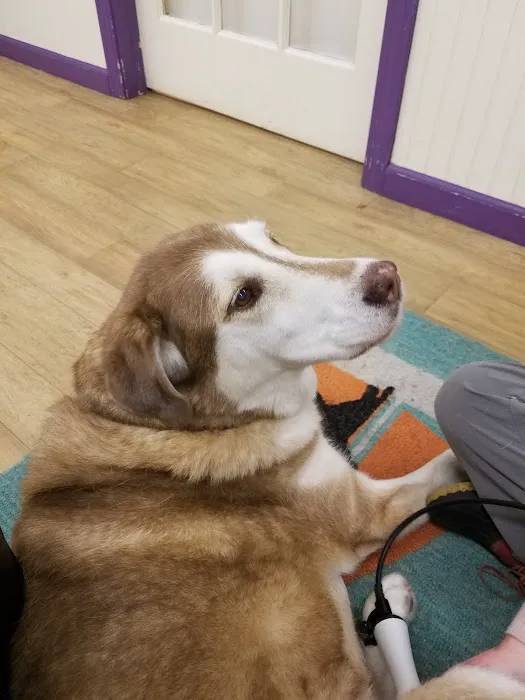 Wizard of Paws Physical Rehab Picture 8