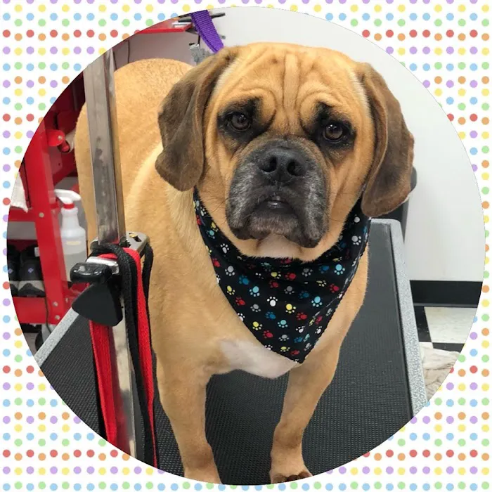 Wizard of Paws Physical Rehab Picture 10