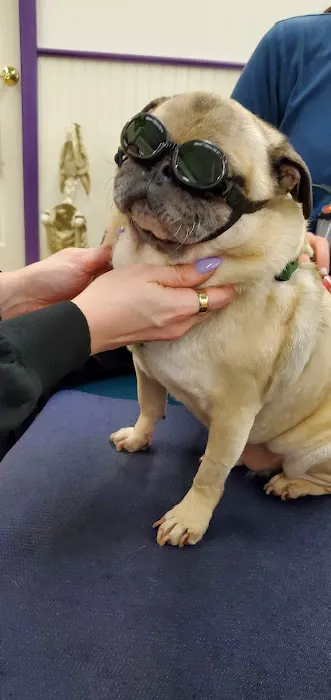Wizard of Paws Physical Rehab Picture 6