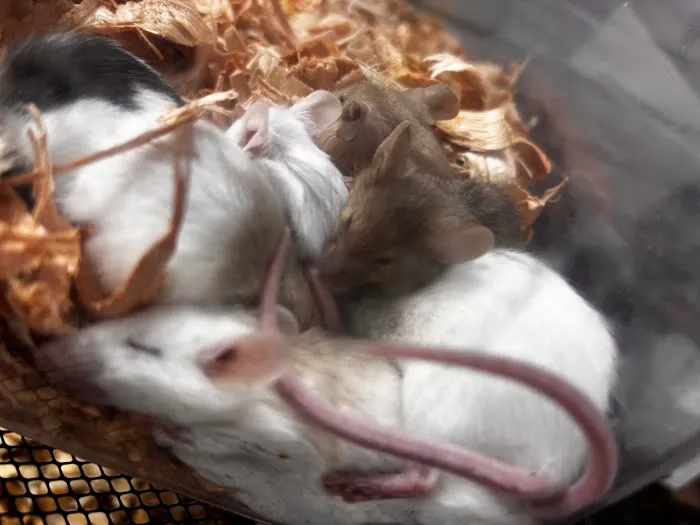 On 4 Life exotic pet shop Picture 1