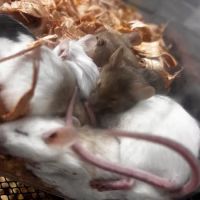 On 4 Life exotic pet shop ico