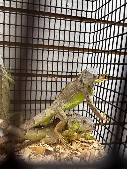 On 4 Life exotic pet shop Picture 8