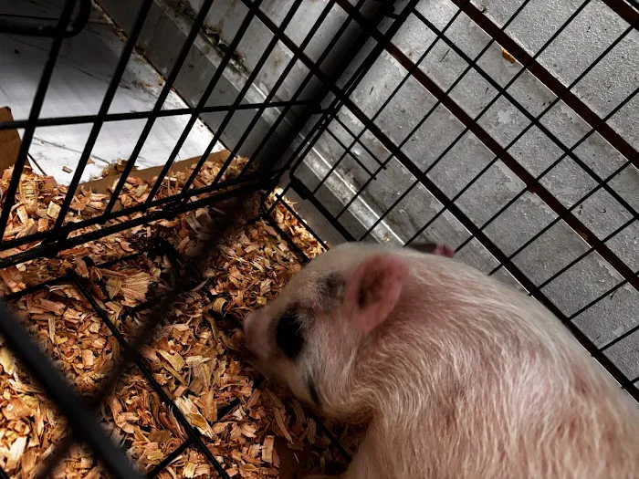 On 4 Life exotic pet shop Picture 3