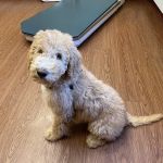 Adorable Pets Veterinary Center