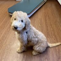 Adorable Pets Veterinary Center ico