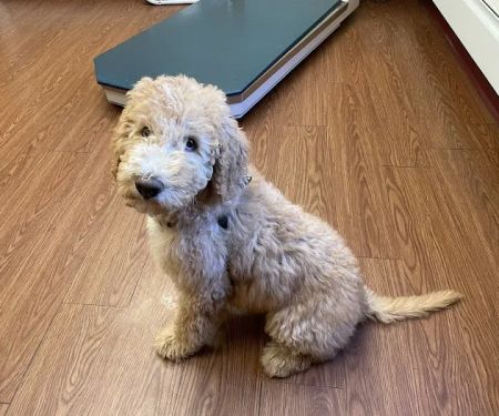 Adorable Pets Veterinary Center