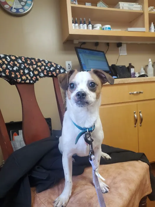 Adorable Pets Veterinary Center Picture 7