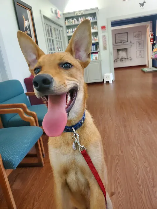 Adorable Pets Veterinary Center Picture 6