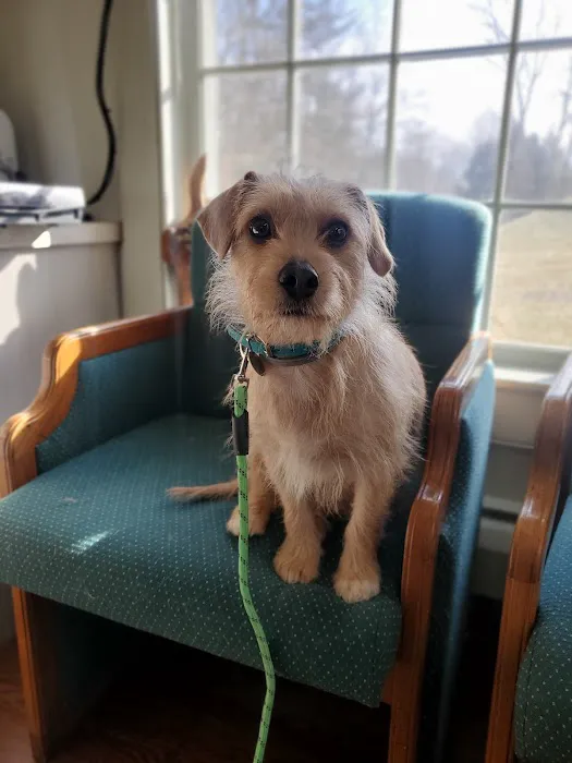Adorable Pets Veterinary Center Picture 5