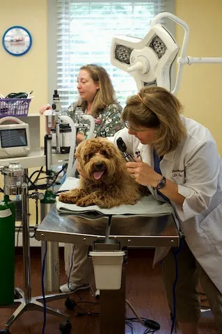 Adorable Pets Veterinary Center Picture 9