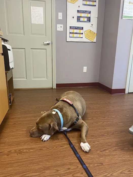 Adorable Pets Veterinary Center Picture 10