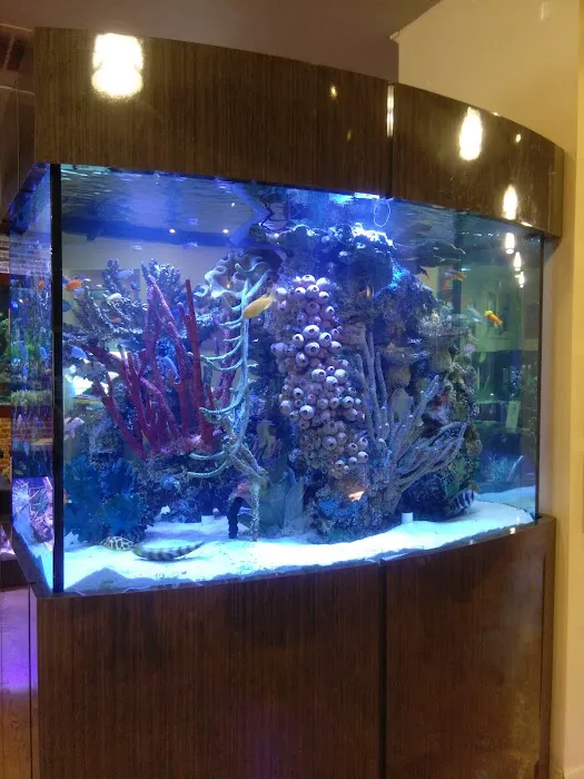 Fish Gallery | Aquarium Superstore Picture 6