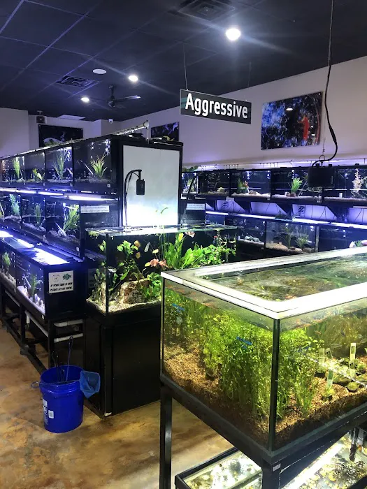 Fish Gallery | Aquarium Superstore Picture 1