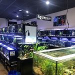 Fish Gallery | Aquarium Superstore