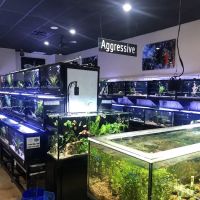Fish Gallery | Aquarium Superstore ico