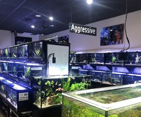 Fish Gallery | Aquarium Superstore