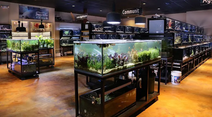 Fish Gallery | Aquarium Superstore Picture 7