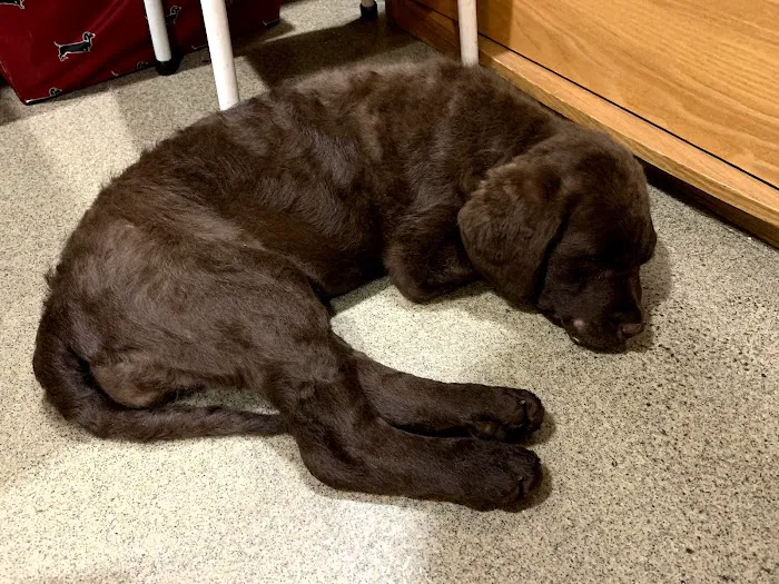 Chester Veterinary Clinic Picture 7