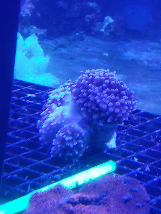 Aquarium Environments | Aquarium Superstore Picture 1