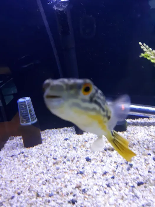 Aquarium Environments | Aquarium Superstore Picture 6