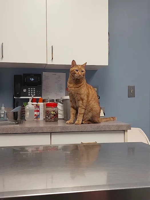 Suffield Veterinary Hospital Picture 5