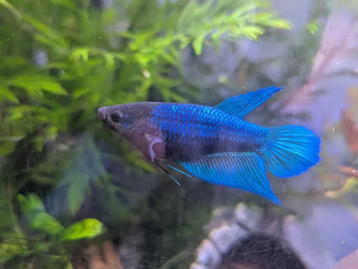 Houston Aquatics Picture 2