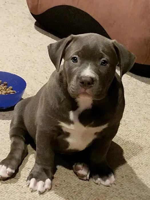 River Valley Animal Center Picture 4
