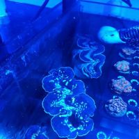 FJW Aquarium ico