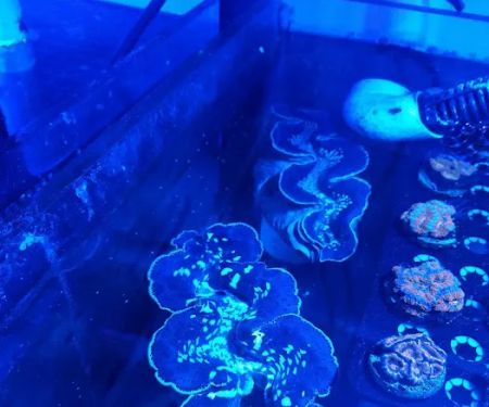 FJW Aquarium