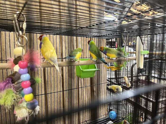 Adventures In Birds Picture 3