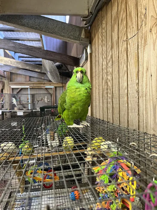 Adventures In Birds Picture 4