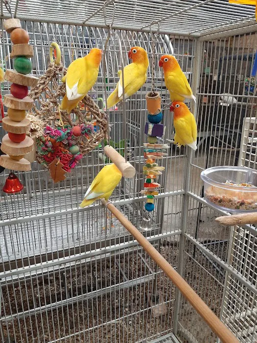 Adventures In Birds Picture 7