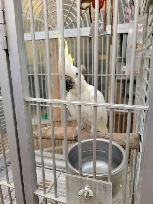 Adventures In Birds Picture 6