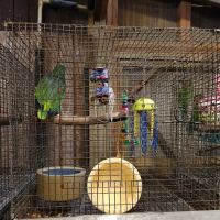 Adventures In Birds ico