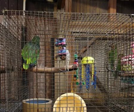 Adventures In Birds