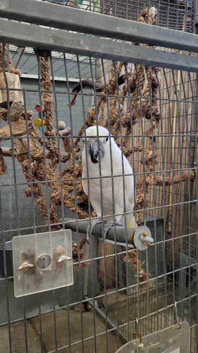 Adventures In Birds Picture 9