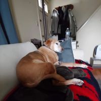Enfield Animal Hospital ico