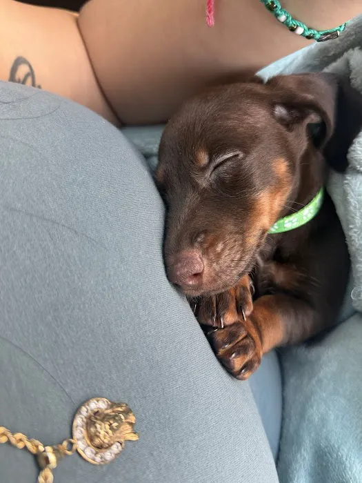 The Puppy Ranch Picture 6