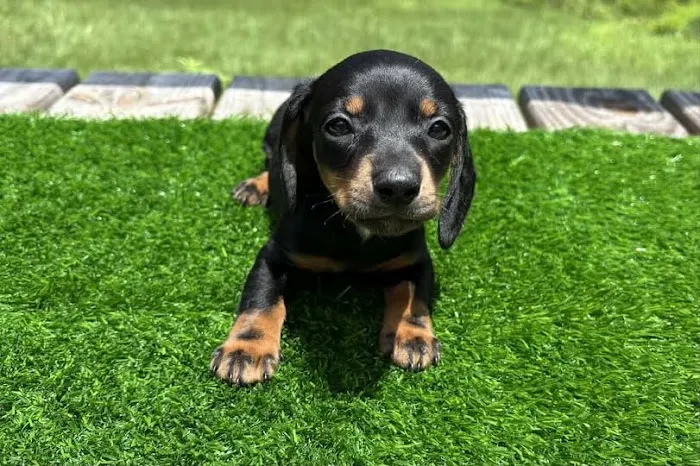 The Puppy Ranch Picture 7
